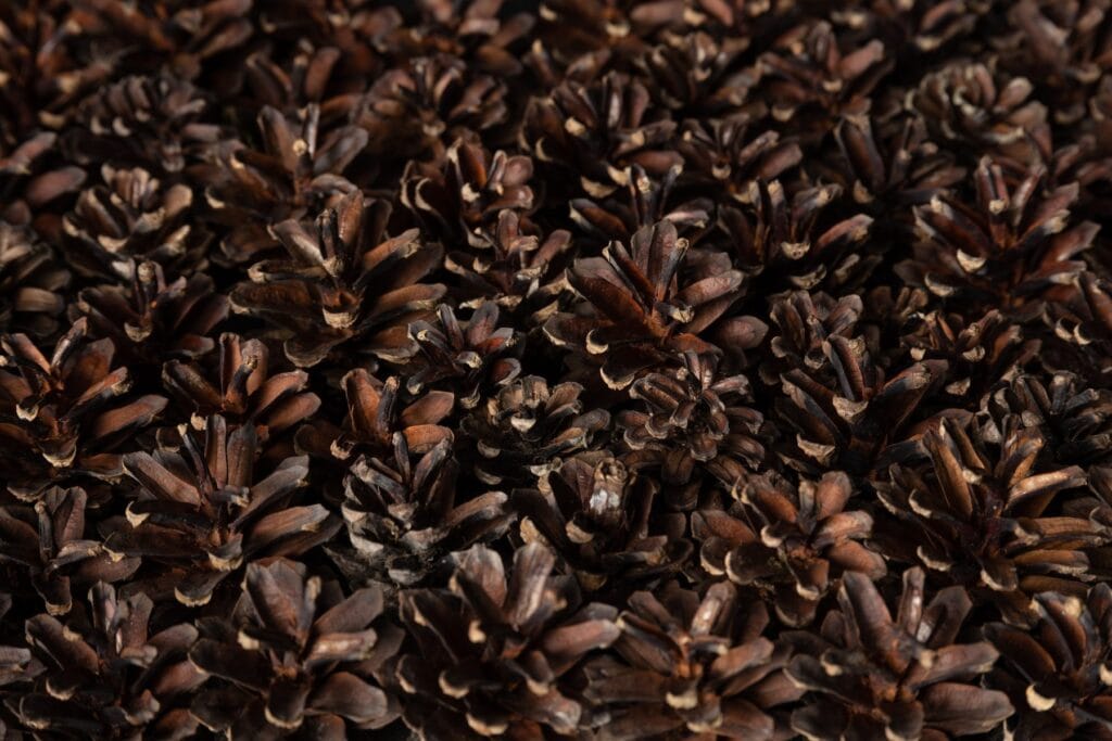 EmotionWood Pinecone wood panel