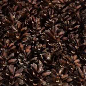 Natural pine cone wall panel with deep 3D texture, EmotionWood Pinecone