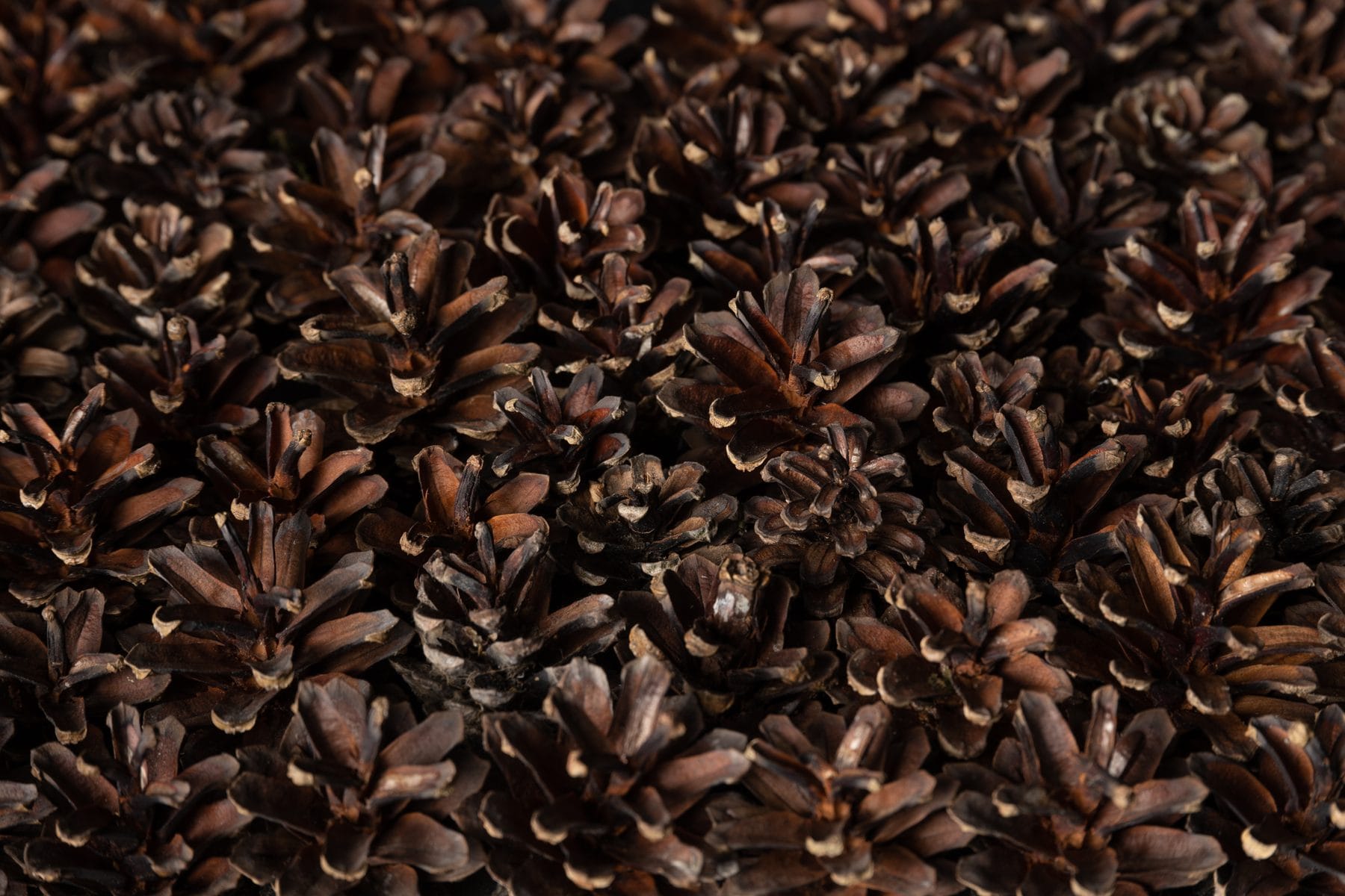EmotionWood Pinecone